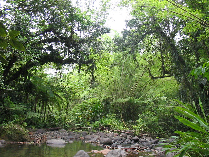 Plants growing in a rainforest