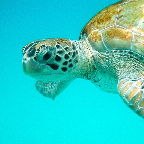 A green back turtle underwater